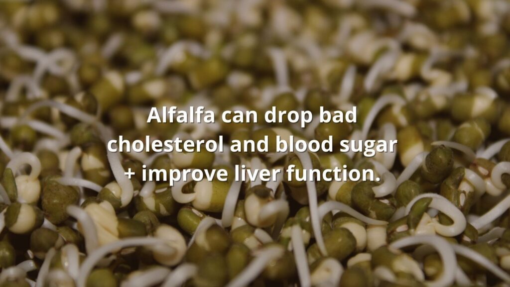 alfalfa and cholesterol featured text