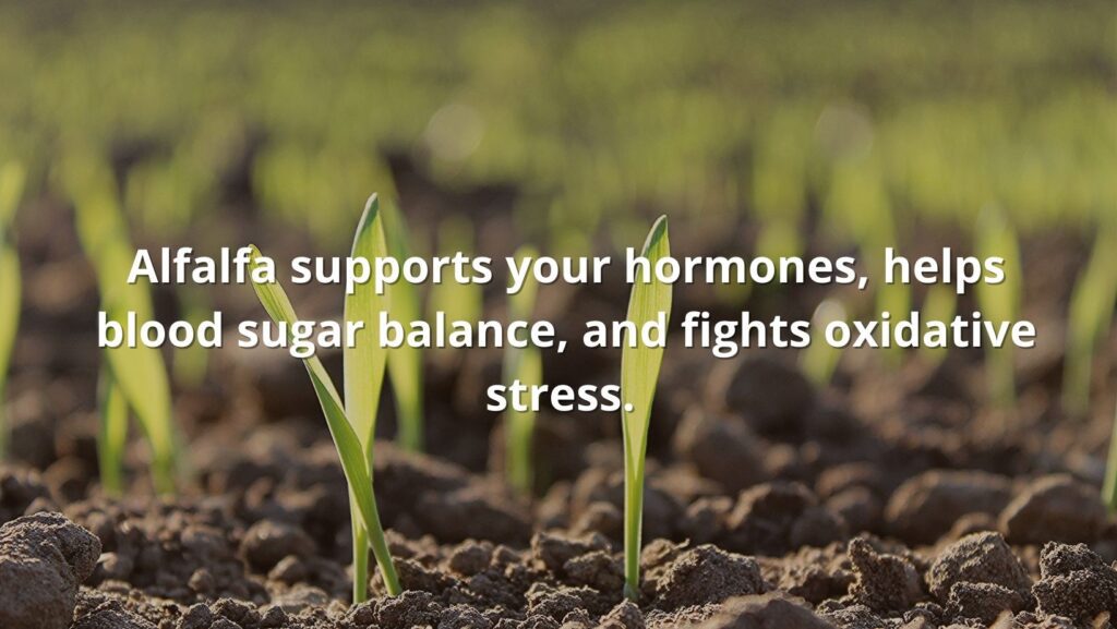 alfalfa health benefits featured text