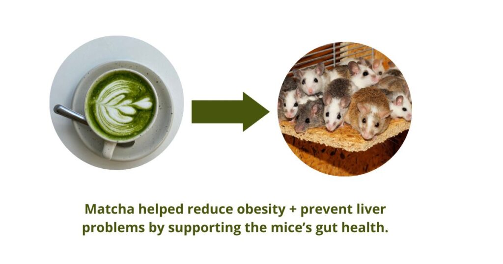 matcha helps mice in study with gut health featured text