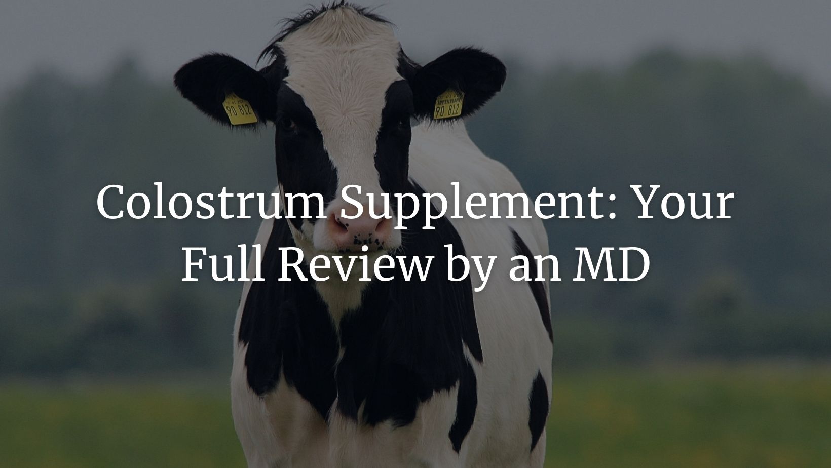 Colostrum supplements featured image